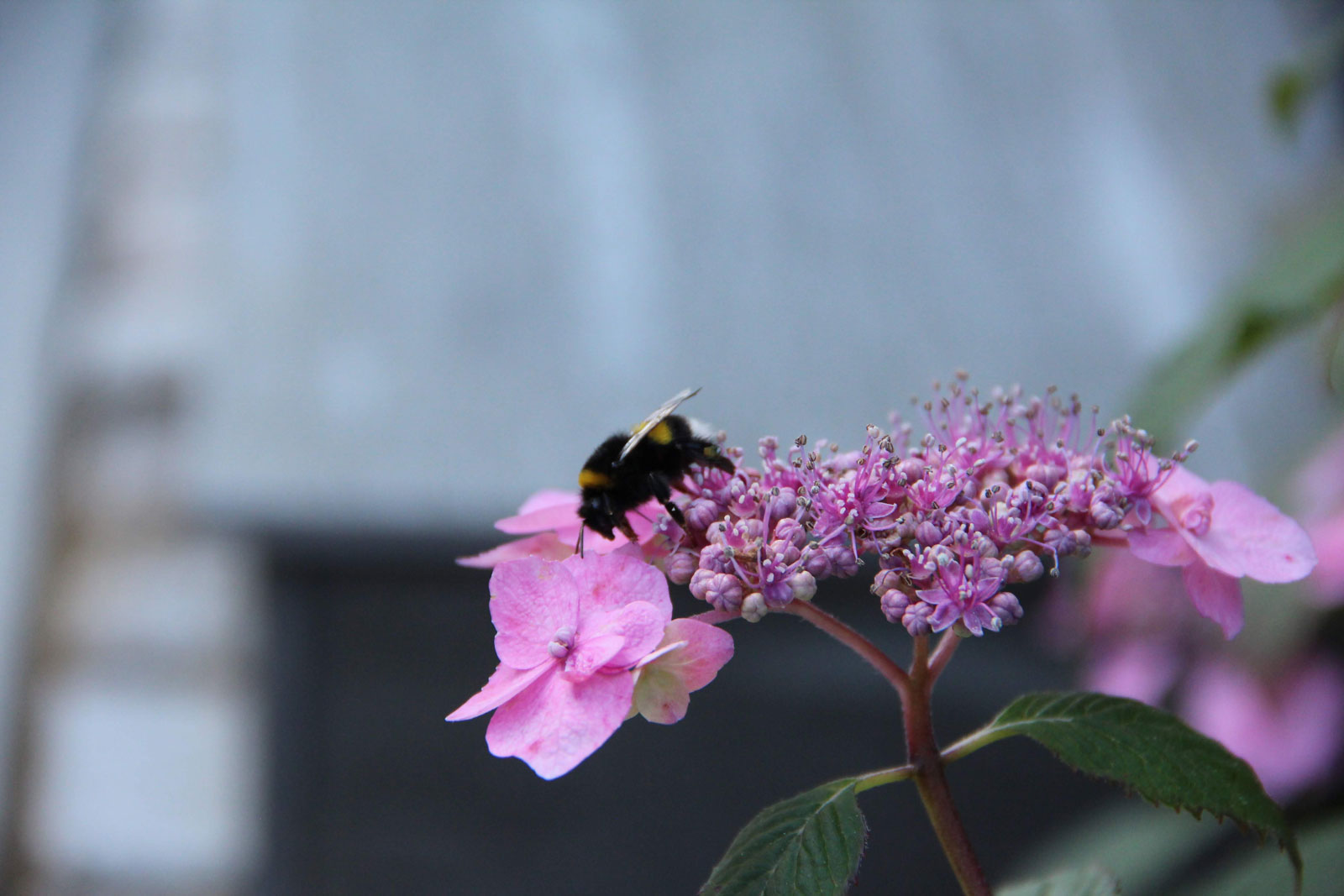 Ihr Naturgarten vom Spezialisten Rent A Gardener